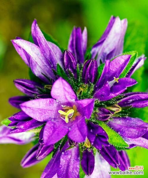 探索紫罗兰花的深层寓意 紫罗兰花的意义与象征