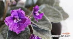 探索紫罗兰花的深层寓意 紫罗兰花的意义与象征