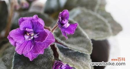 探索紫罗兰花的深层寓意 紫罗兰花的意义与象征