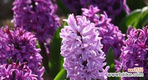 美丽的花朵,传递深情的语言 淡紫色风信子花语