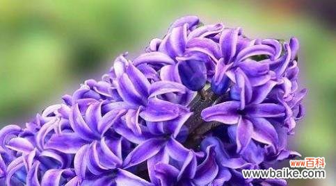 美丽的花朵,传递深情的语言 淡紫色风信子花语