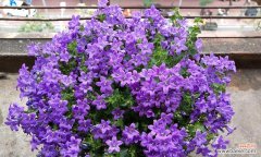 紫色风铃花的神秘美与心灵慰藉 紫色风铃花的寓意与象征