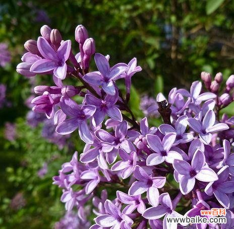 探寻紫色丁香花所传递的情感与寓意 紫色丁香花的花语与意义