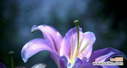 揭示紫色百合花传递的深刻内涵 紫色百合花的象征意义