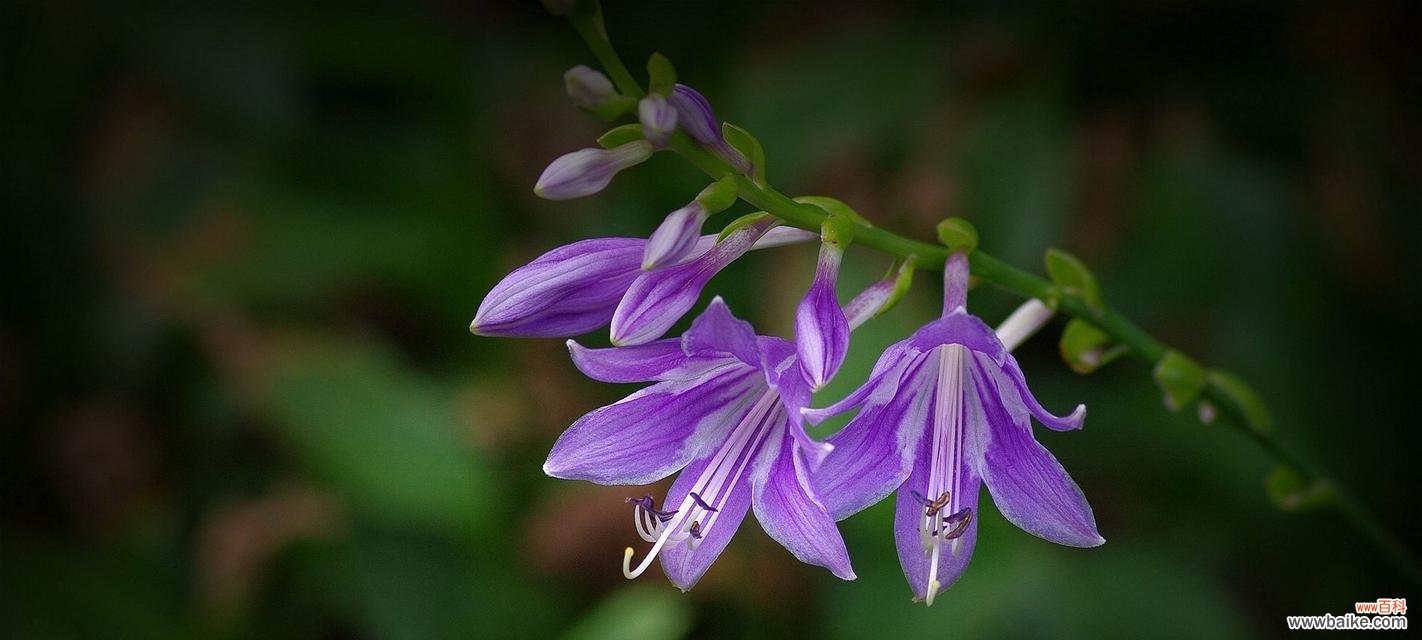 揭示紫色百合花传递的深刻内涵 紫色百合花的象征意义