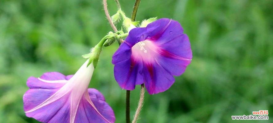 一朵花的力量 坚强勇敢独立的花——荆棘中绽放的勇气