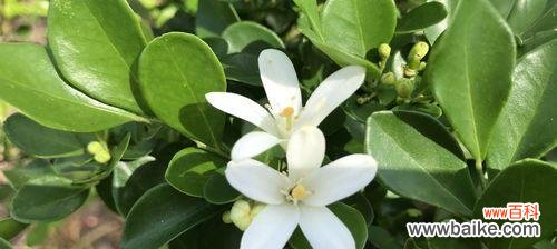 生命力无限的花和植物 花与植物的坚强勇敢独立