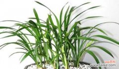 品德高尚之花开天下 以象征君子的植物