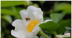 探索植物中体现母爱的特质与含义 植物中的母爱之象征