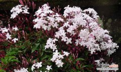 探寻植物世界中的教育之道 植物中蕴含的教师精神