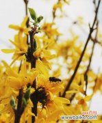 生命之花绽放的秘密——揭秘象征节节高升的植物 以象征节节高升的植物