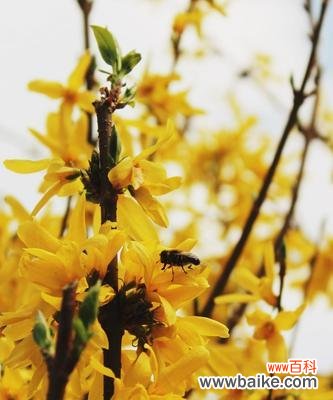 生命之花绽放的秘密——揭秘象征节节高升的植物 以象征节节高升的植物