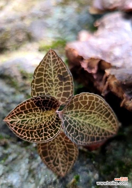 探索揭秘 以象征金榜题名的植物——寓意吉祥与成功的花草之旅