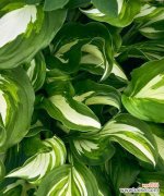 揭示男性特质的15种植物 男人的象征植物