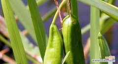 从莲花到紫罗兰 女性之花