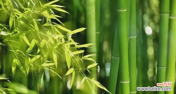 以植物为镜 品德高尚的植物