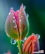 什么花代表独自美丽？寻找象征独立之美的花卉。