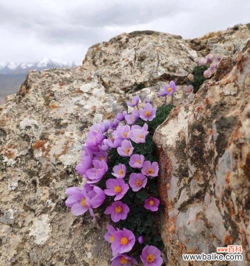 什么花代表独自美丽?寻找象征独立之美的花卉。