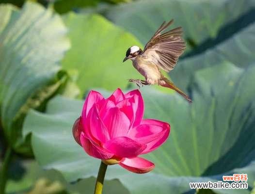 什么鸟象征什么花的寓意？如何解读这些自然界的符号？