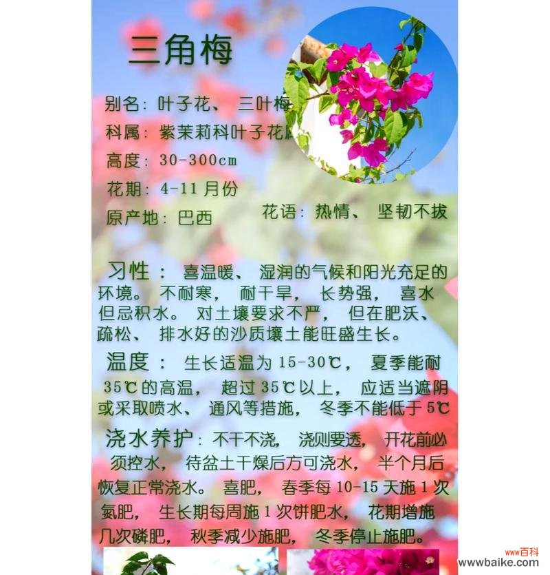 三角梅的花语是什么？了解三角梅的象征意义和文化背景？