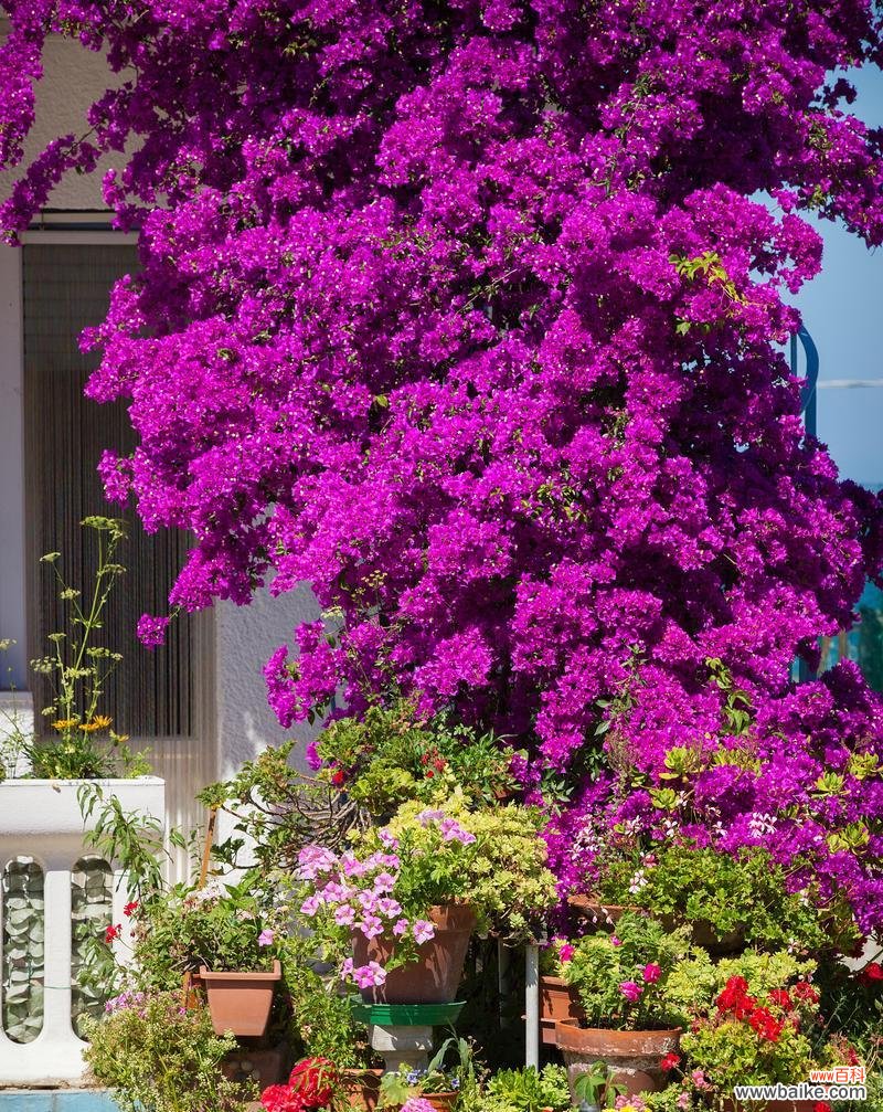 三角梅的花语是什么？了解三角梅的象征意义和文化背景？