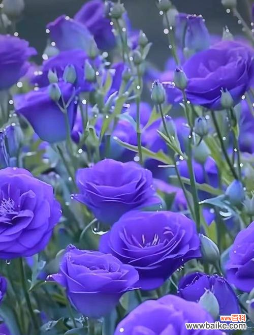 象征着各种意义的花朵是什么花?如何解读花语背后的含义?