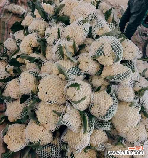 花菜抱花的寓意和象征是什么?如何解读花菜的花语?