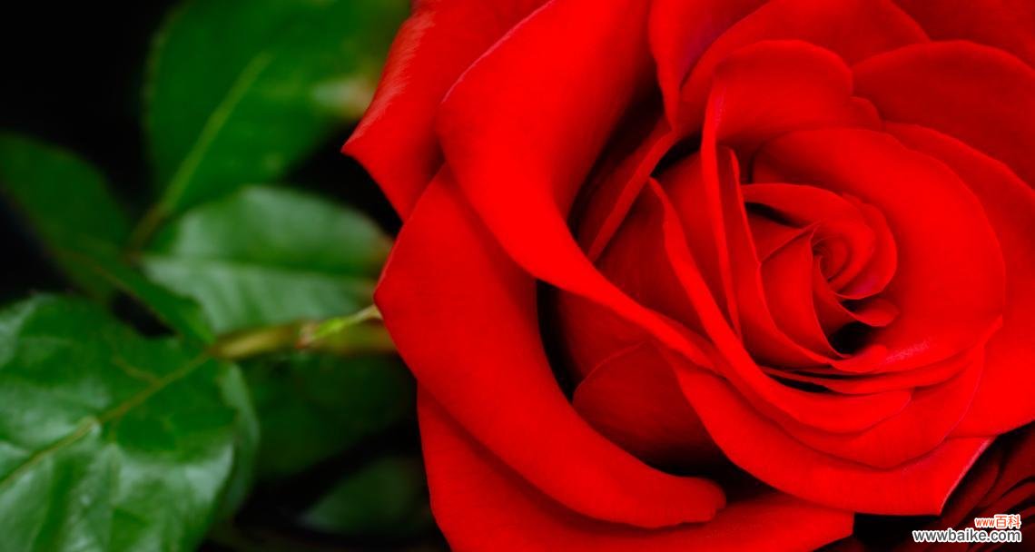 象征心思细腻的花是什么花?如何挑选表达细腻情感的花卉?