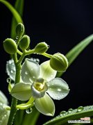 象征心思细腻的花是什么花？如何挑选表达细腻情感的花卉？