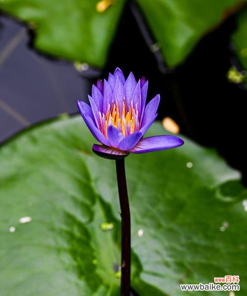 象征心思细腻的花是什么花?如何挑选表达细腻情感的花卉?