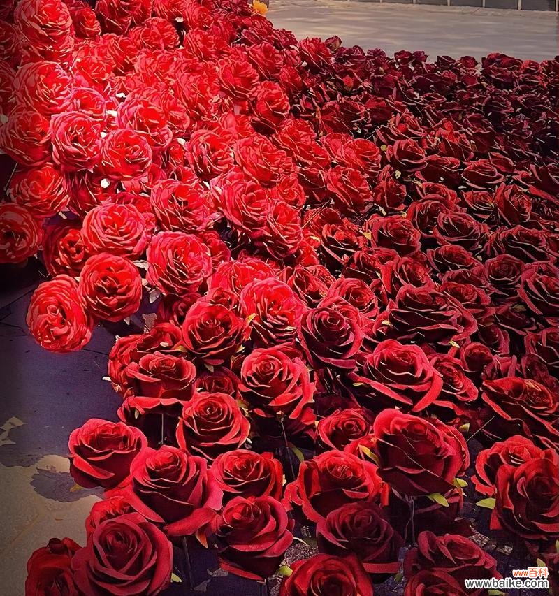 玫瑰花的寓意是什么?为什么人们常以玫瑰表达爱意?