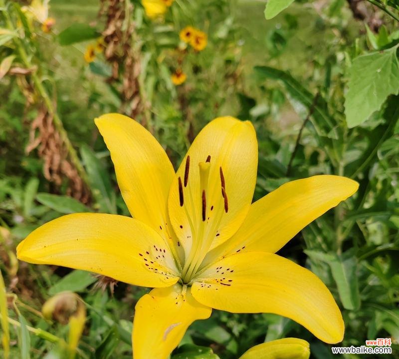 黄色的花代表什么？黄色花朵的象征意义有哪些？