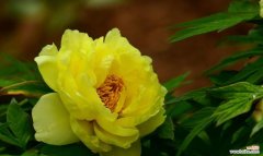 黄色的花代表什么？黄色花朵的象征意义有哪些？