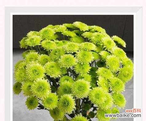 绿菊花语是什么含义?送绿菊代表什么情感?