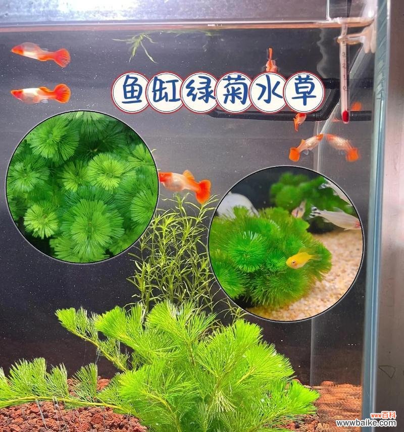 绿菊花语是什么含义?送绿菊代表什么情感?