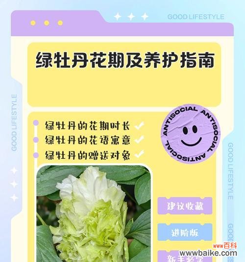 绿菊花语是什么含义?送绿菊代表什么情感?