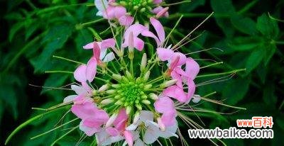 诗意盛开,灵魂之约 醉蝶花