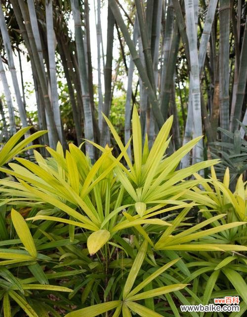 探寻棕竹所代表的美好品质与象征意义 棕竹的寓意与象征意义