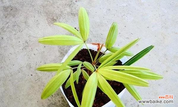 探寻棕竹所代表的美好品质与象征意义 棕竹的寓意与象征意义