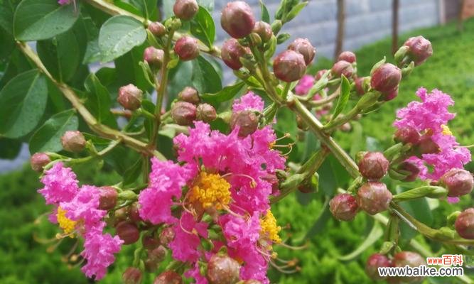 探寻紫薇花的神秘意义及美丽传说 紫薇花的花语与传说