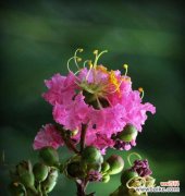 探寻紫薇花的神秘意义及美丽传说 紫薇花的花语与传说