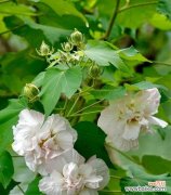 揭示芙蓉花所传递的心灵之语 芙蓉花的花语及其代表意义