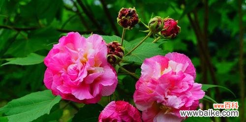 探寻白芙蓉花的文化内涵与魅力 白芙蓉花的象征意义及美丽之旅