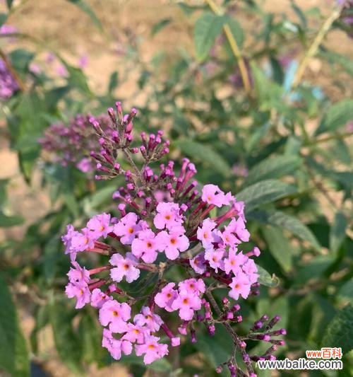 探寻醉鱼草的花语与美丽秘密 醉鱼草