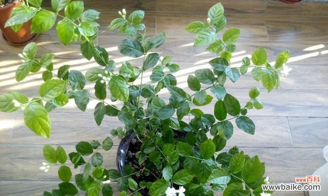 探寻茉莉花的独特魅力与深远寓意 茉莉花的美丽与象征意义