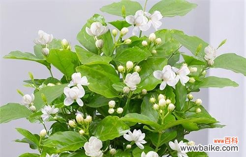 探寻茉莉花的独特魅力与深远寓意 茉莉花的美丽与象征意义