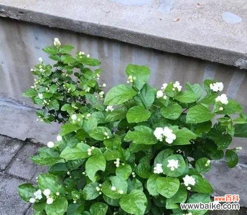 探寻茉莉花的独特魅力与深远寓意 茉莉花的美丽与象征意义