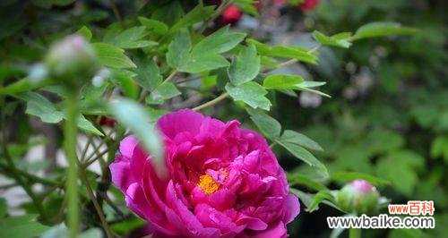 以芙蓉花谐音为主题的花艺故事 芙蓉花