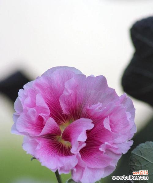 以芙蓉花谐音为主题的花艺故事 芙蓉花