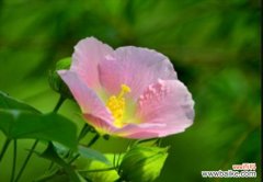 以芙蓉花谐音为主题的花艺故事 芙蓉花